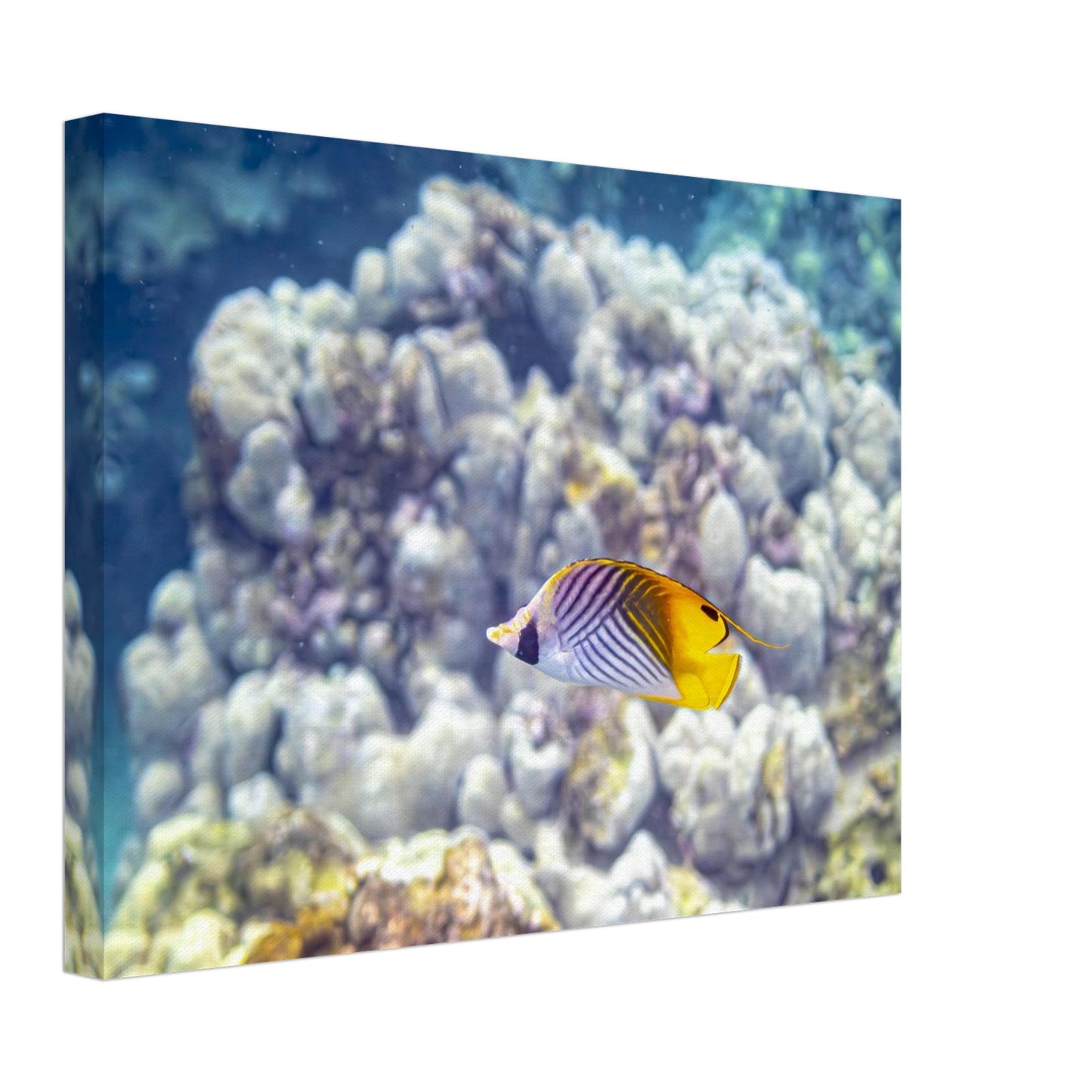 2bba50d0-d865-4ed1-a01c-48f59c314664