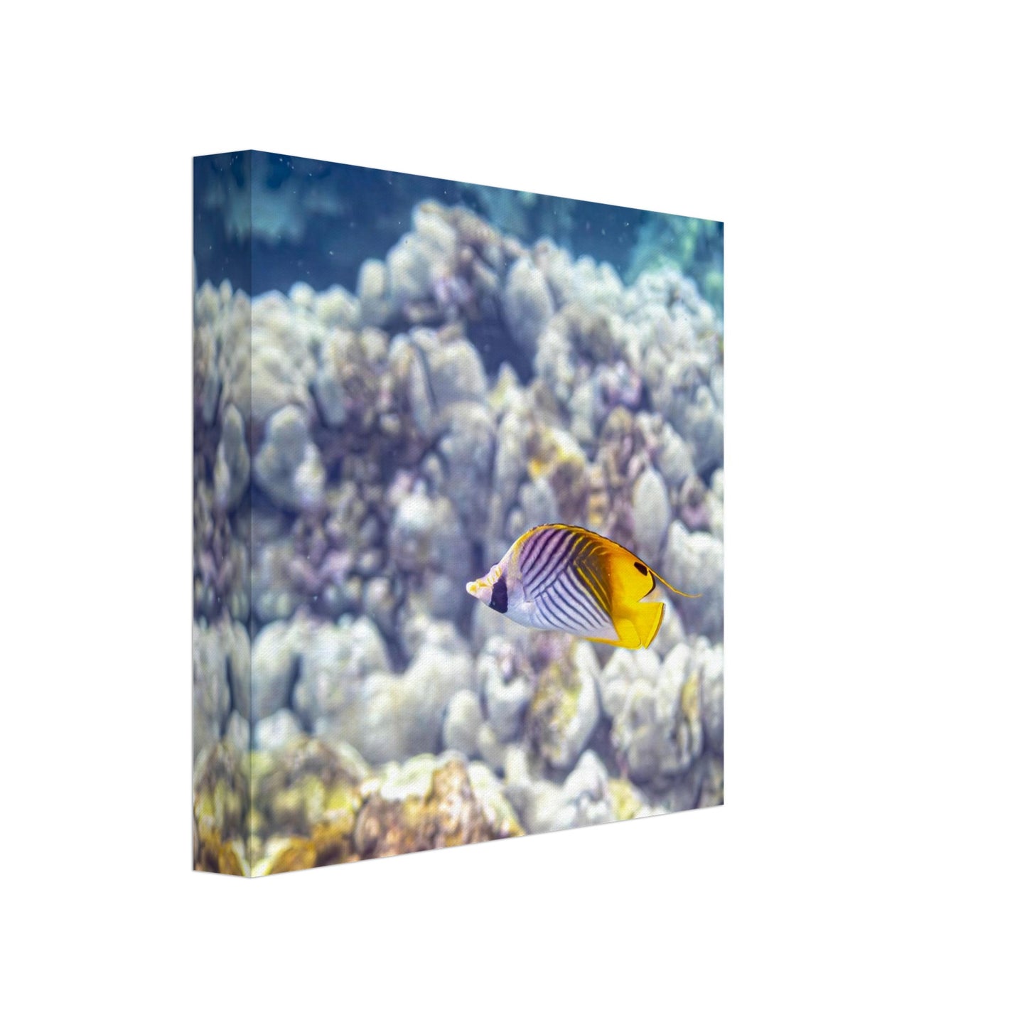 2fc88884-db2f-4897-9dbb-c11dd9b927d2