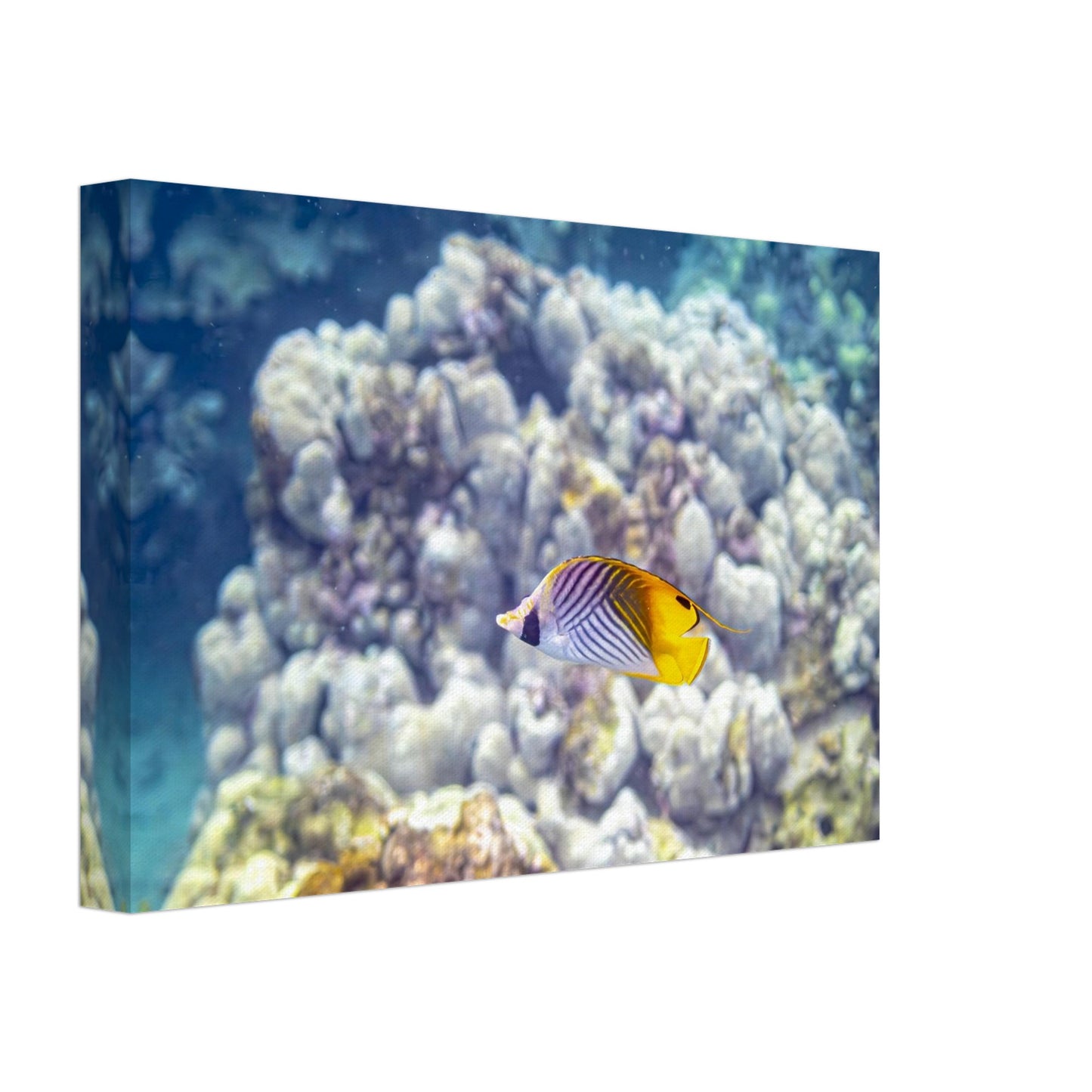 5273ee6b-707c-436b-a248-9df302a03a5b