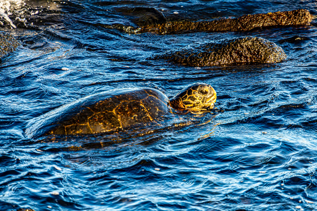 Moments with the Honu: Finding Calm in Hawaii’s Gentle Sea Turtles