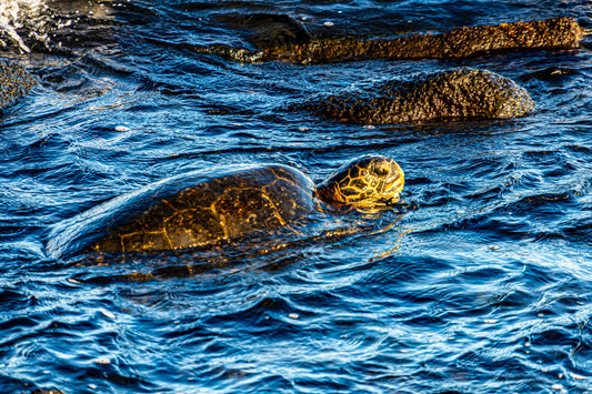 Moments with the Honu: Finding Calm in Hawaii’s Gentle Sea Turtles