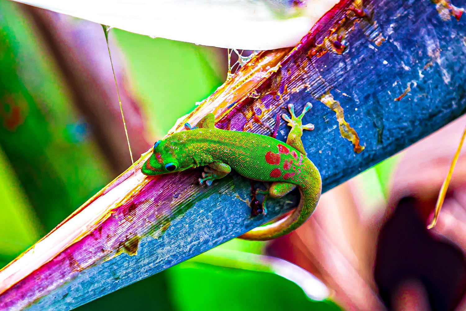 Geckos Tiny Treasures Of The Tropics