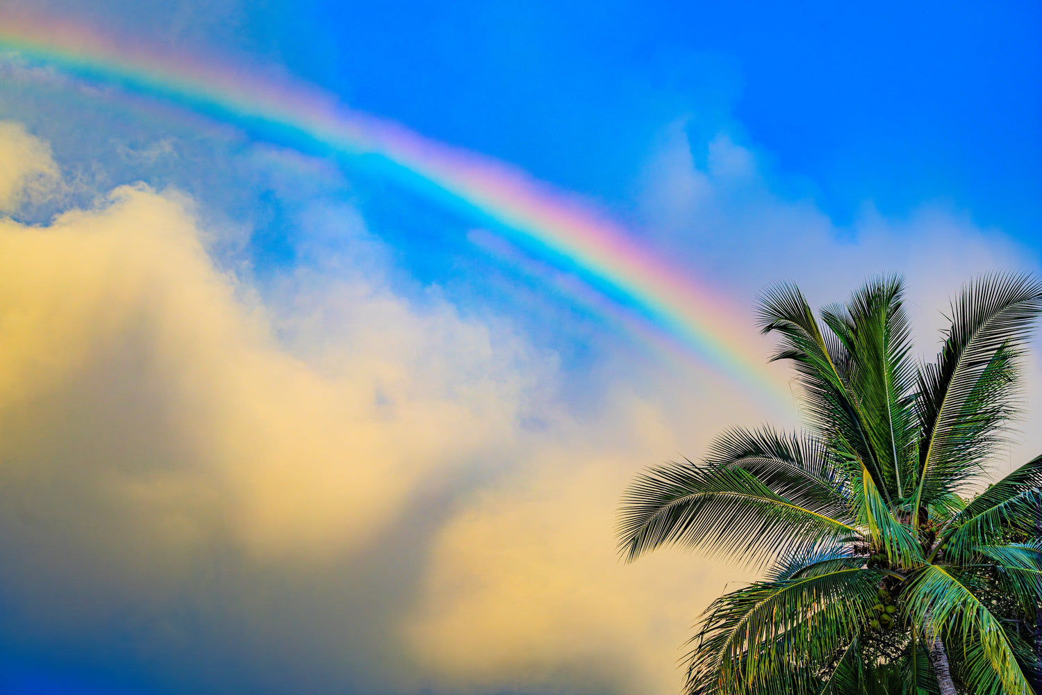 Rainbows Dreams In Color