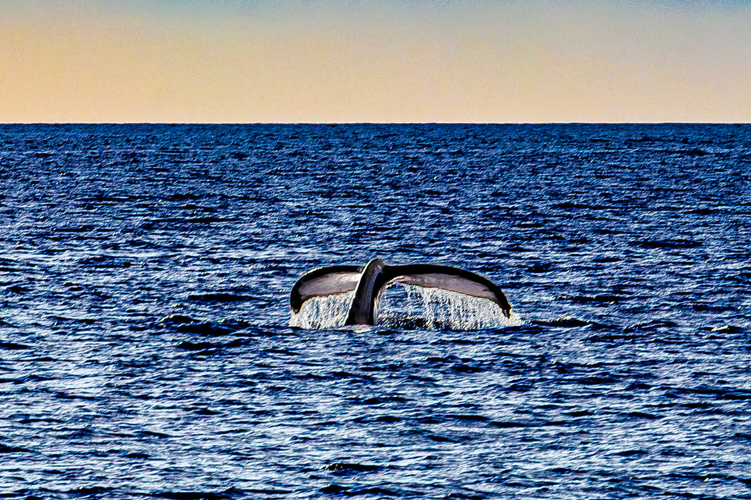 Whales Giants Of The Blue