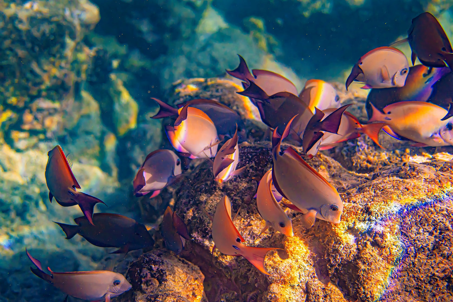 The Living Reef: Life Underwater