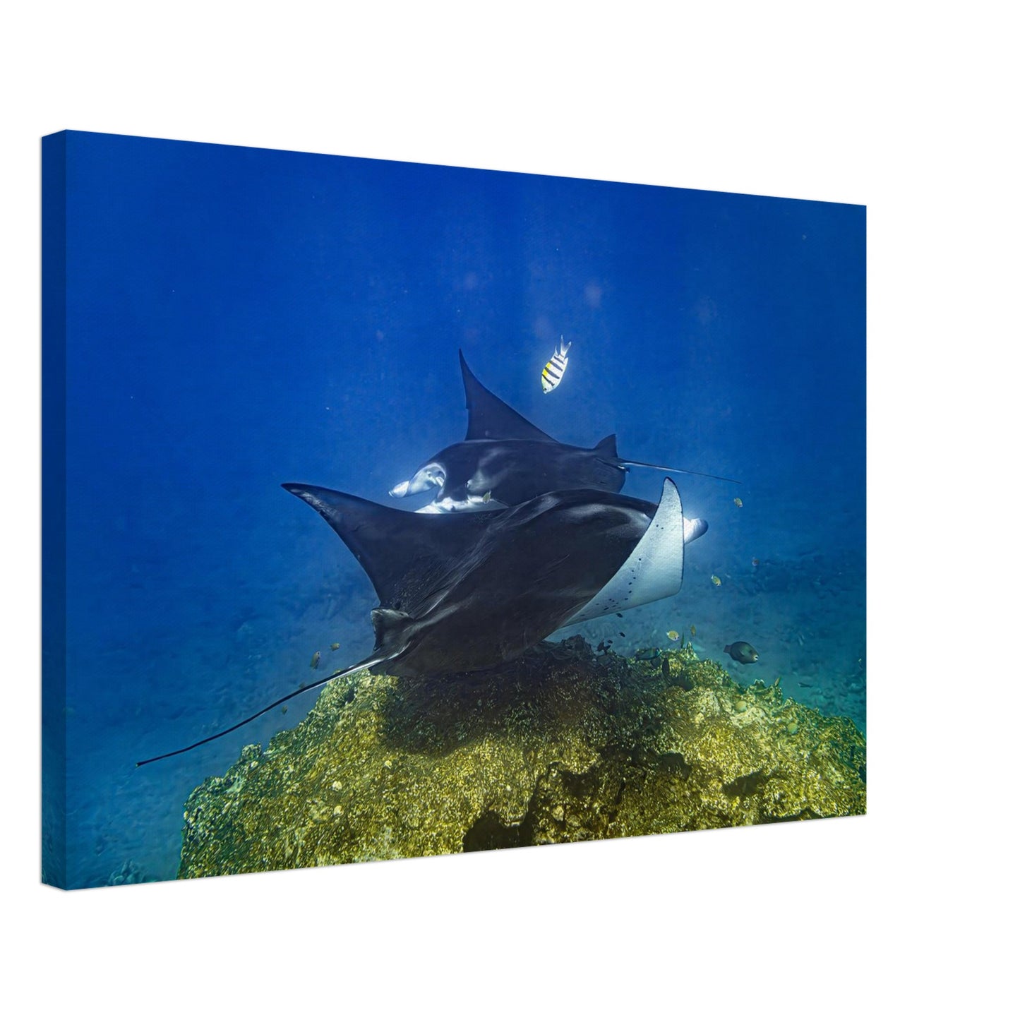 08502431-b920-4d46-b853-f582ec05059b