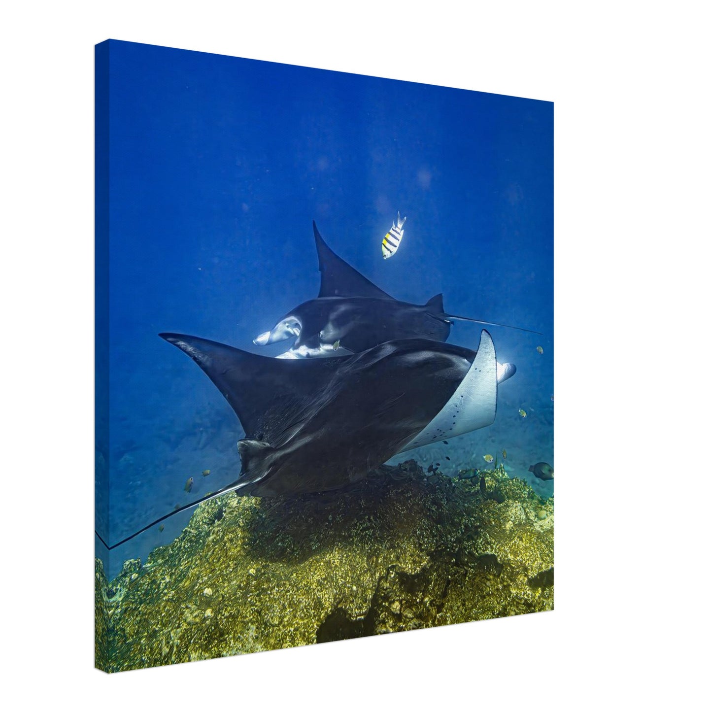 11c447f3-ea2c-44f5-8852-838a837afee7