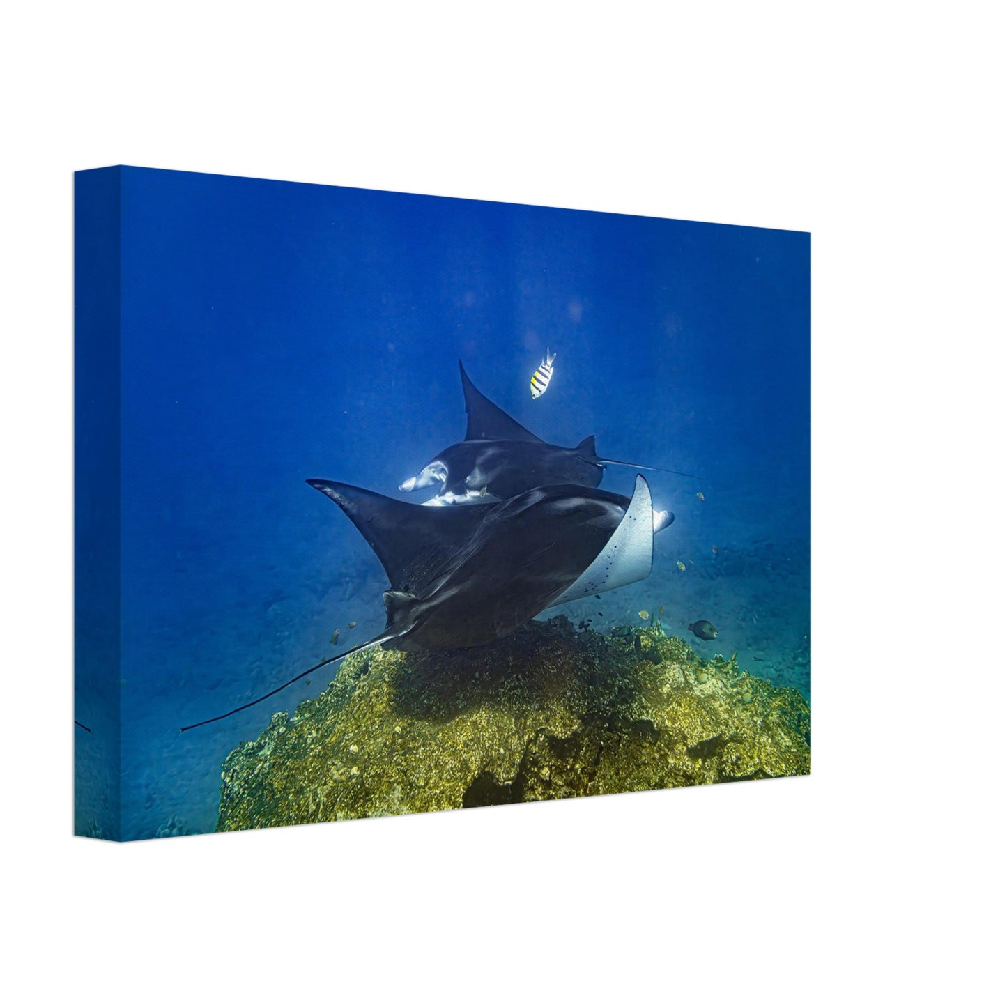 15136830-839d-4708-af01-d5f16066f98e