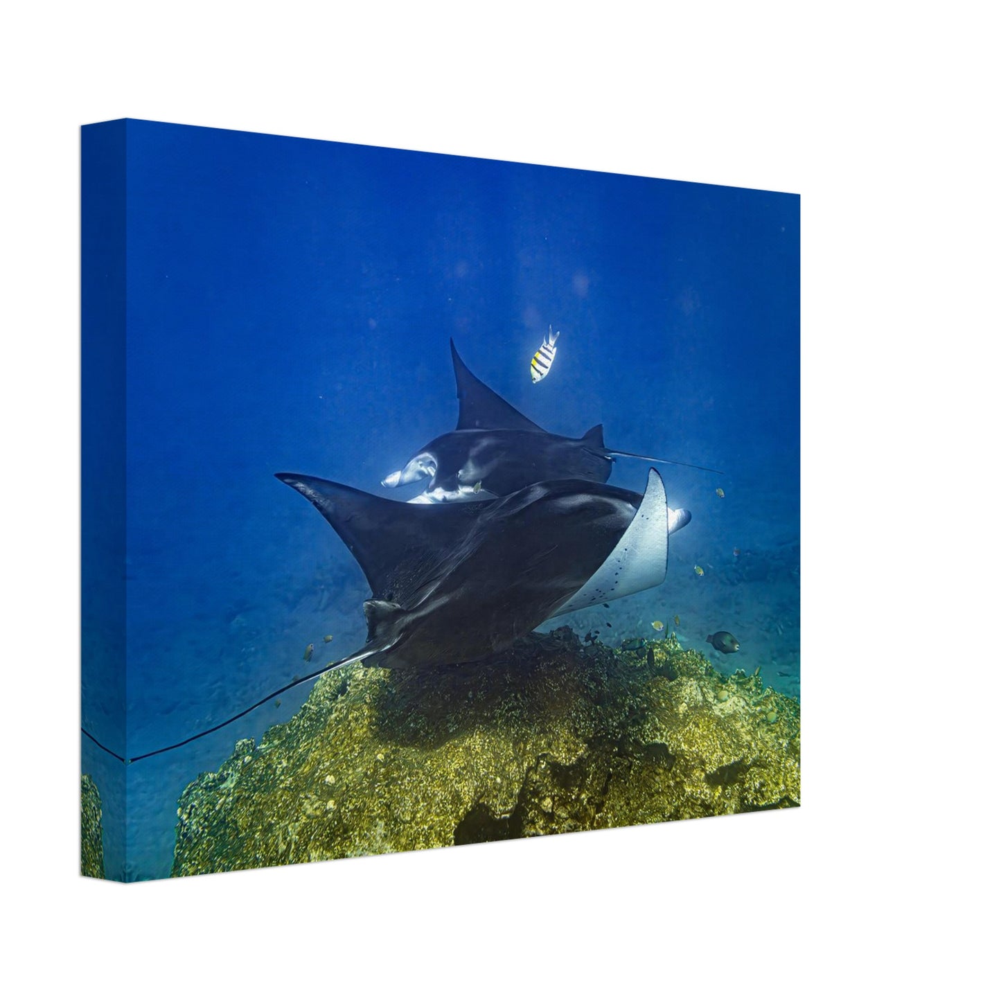 1e8a11b5-5167-4117-a37d-fe1db52657fa