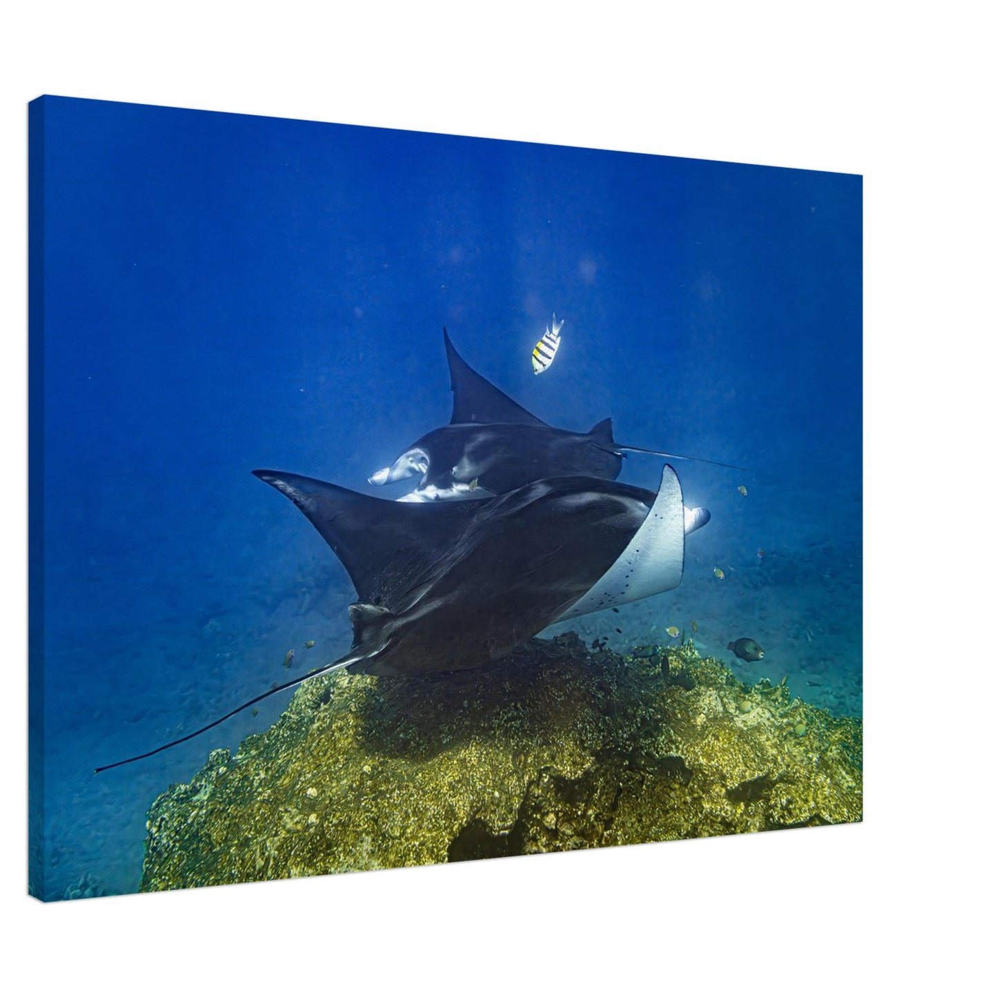 8760a77a-55d1-4773-9944-9bf2b9a69639