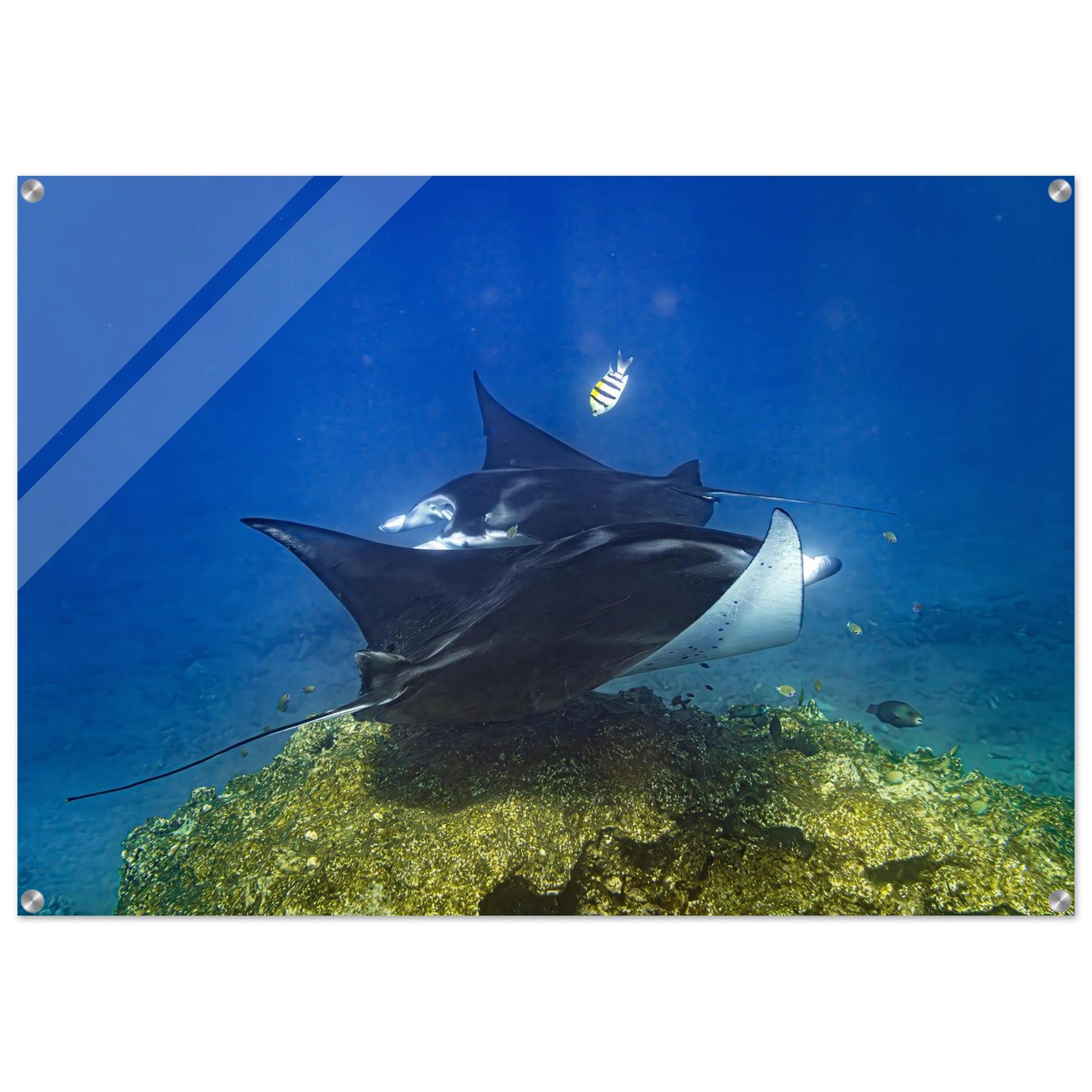 88888347-ce5e-4662-ae74-8d491c149c6f