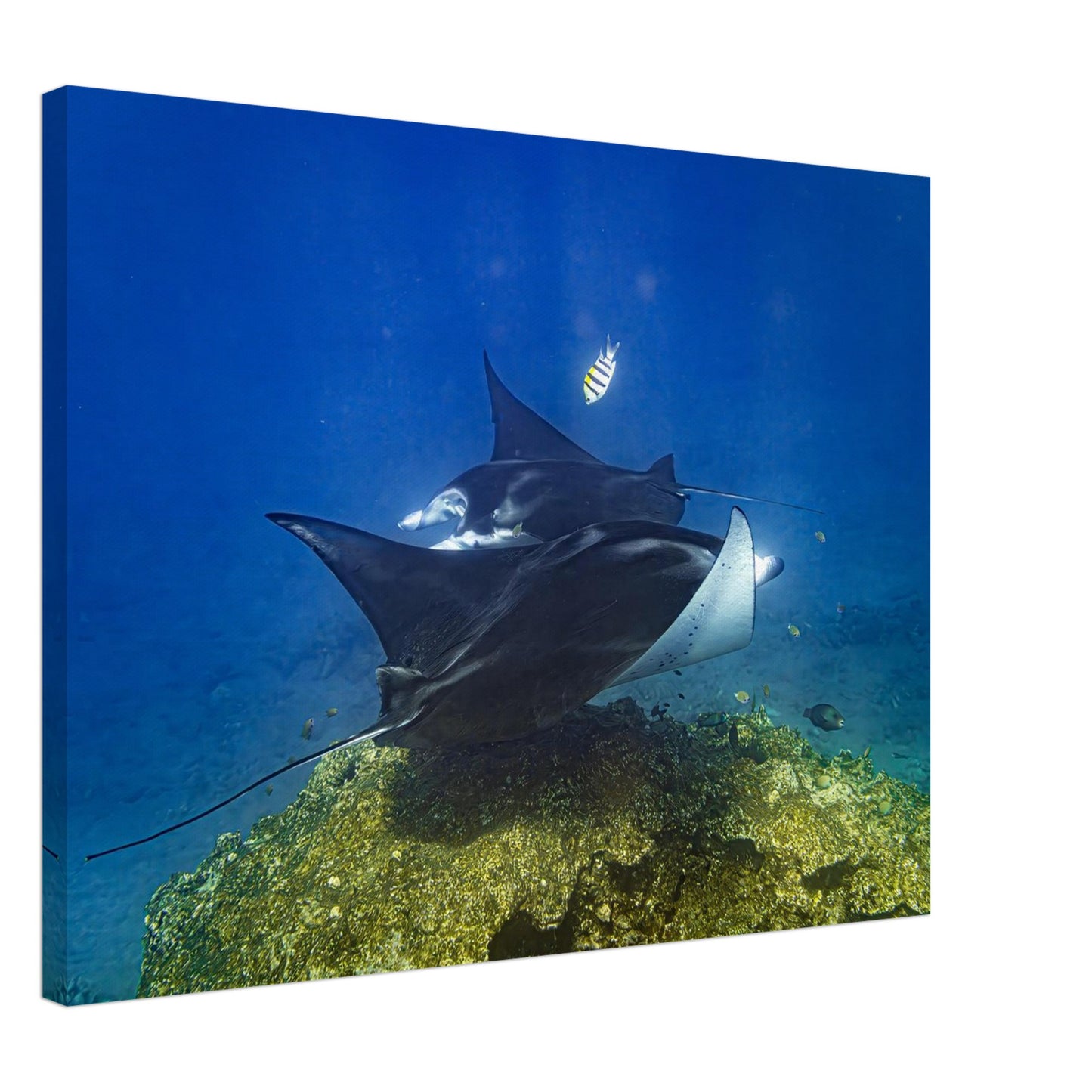 a065907a-539c-4112-9f83-58580cd90af8