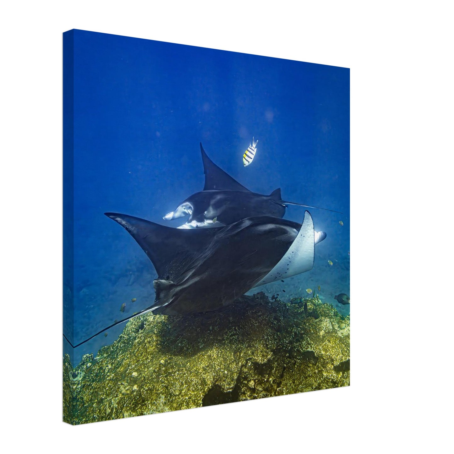 ec3e2b42-c2e3-4892-9121-42e254f1096b