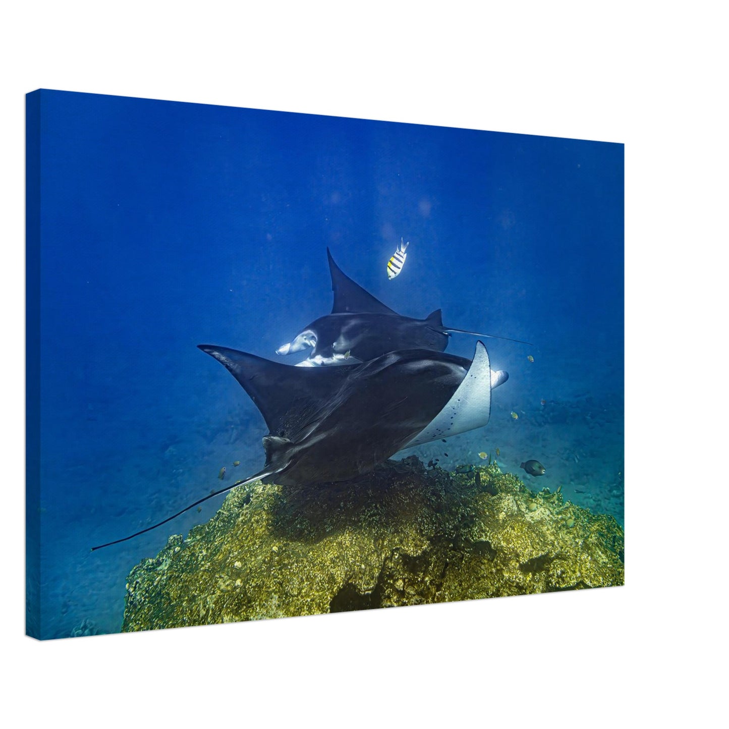 f055a0dc-0b31-45b9-927e-3571bfeb53b8